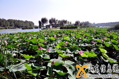 盛夏武河濕地萬畝荷花盛開_副本.jpg